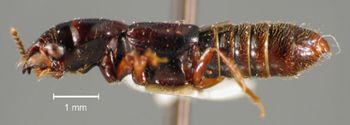 Media type: image;   Entomology 27497 Aspect: habitus lateral view